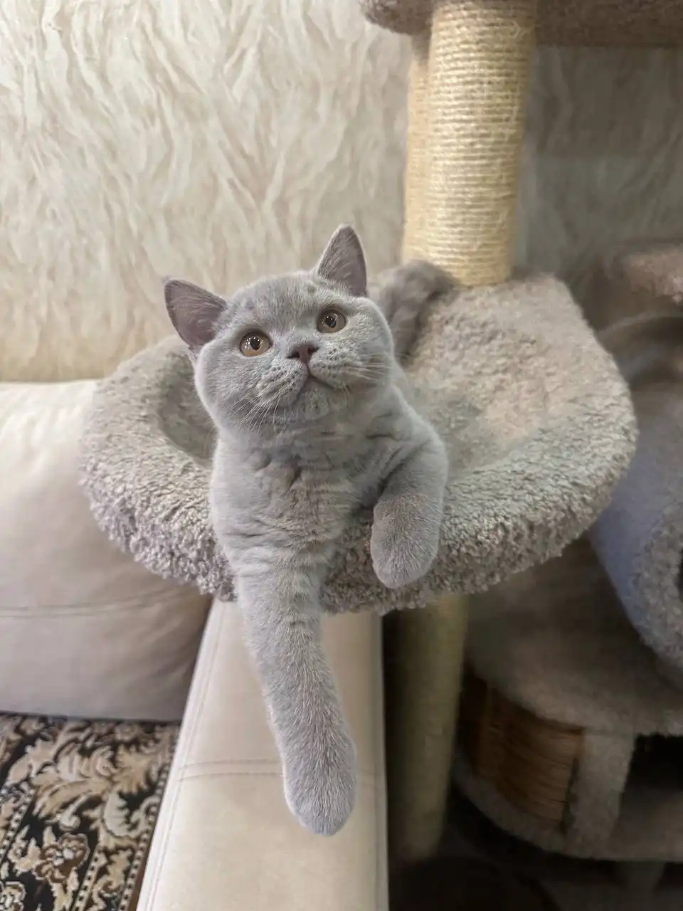 Британец лилового окраса Честер - Кошки (Животные) в Владивосток