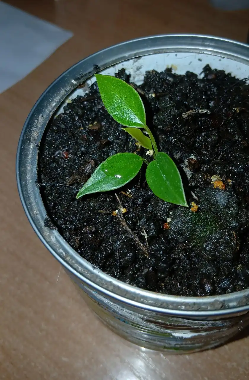 Антуриум - Комнатные растения (Хобби и отдых) в Владивосток