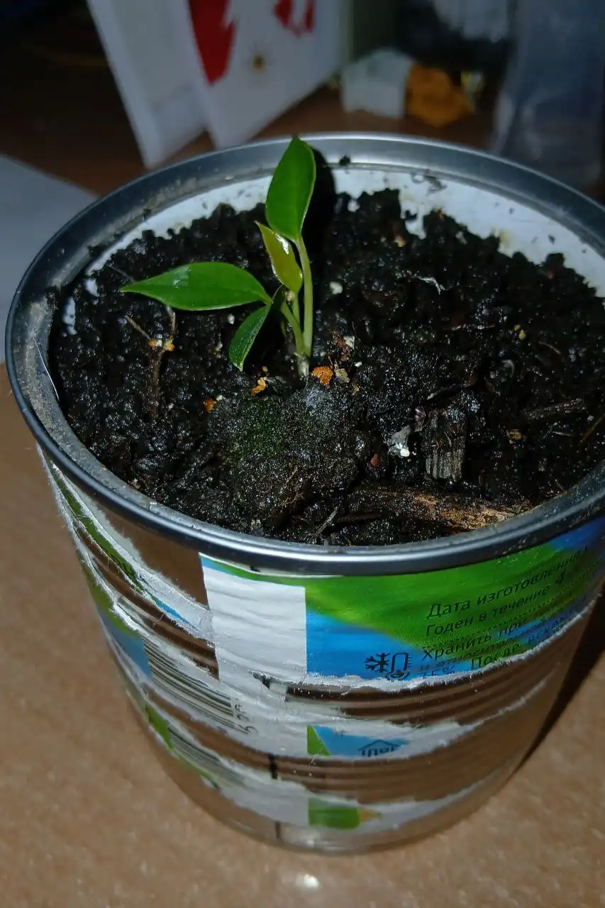 Антуриум - Комнатные растения (Хобби и отдых) в Владивосток