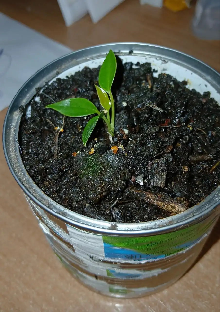 Антуриум - Комнатные растения (Хобби и отдых) в Владивосток