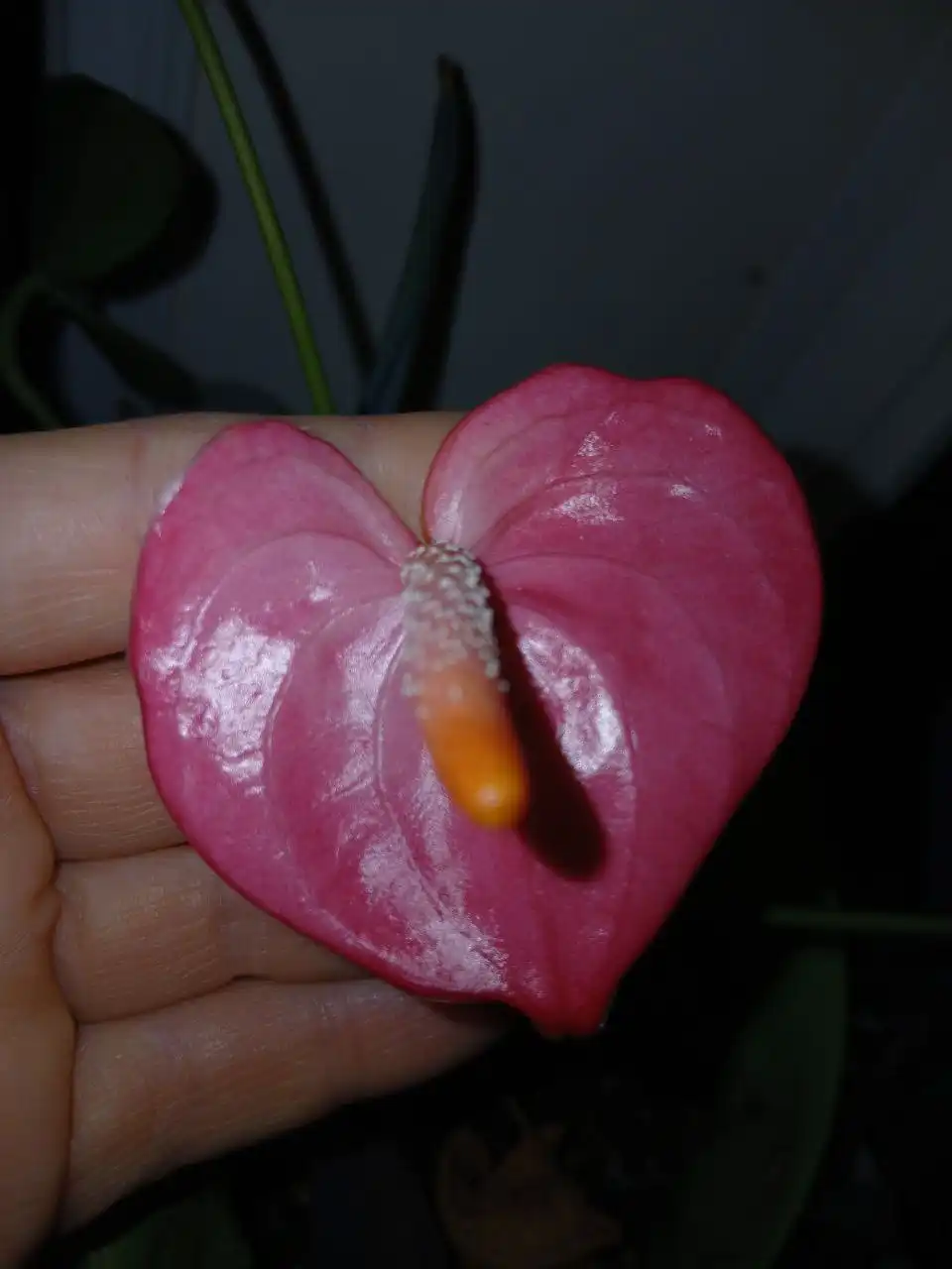 Антуриум - Комнатные растения (Хобби и отдых) в Владивосток