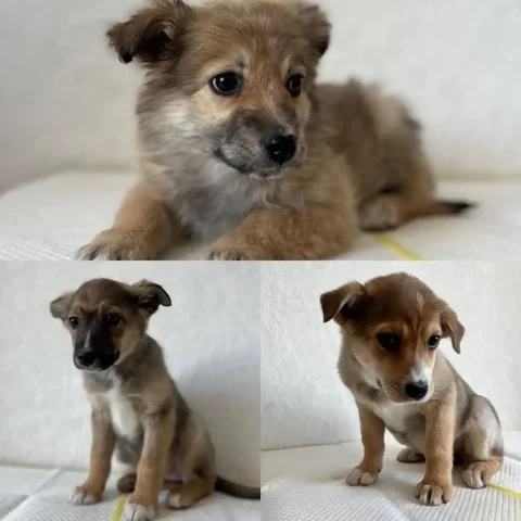 Щенки для семьи - Собаки в Владивосток