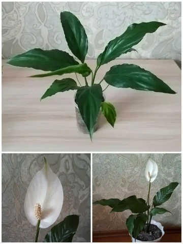 Спатифиллум комнатное растение - Туризм и рыбалка в Владивосток