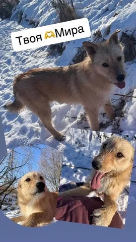 Ищет дом чудесная Мира — метис ретривера и лабрадора - частное объявление в Артем