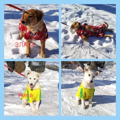 Две звёздочки Златка и Умка в поисках дома - частное объявление в Большой Камень