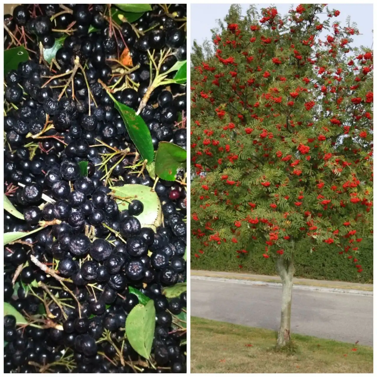 Продажа саженцев йошты в Находке - Садоводство (Хобби и отдых) в Находка