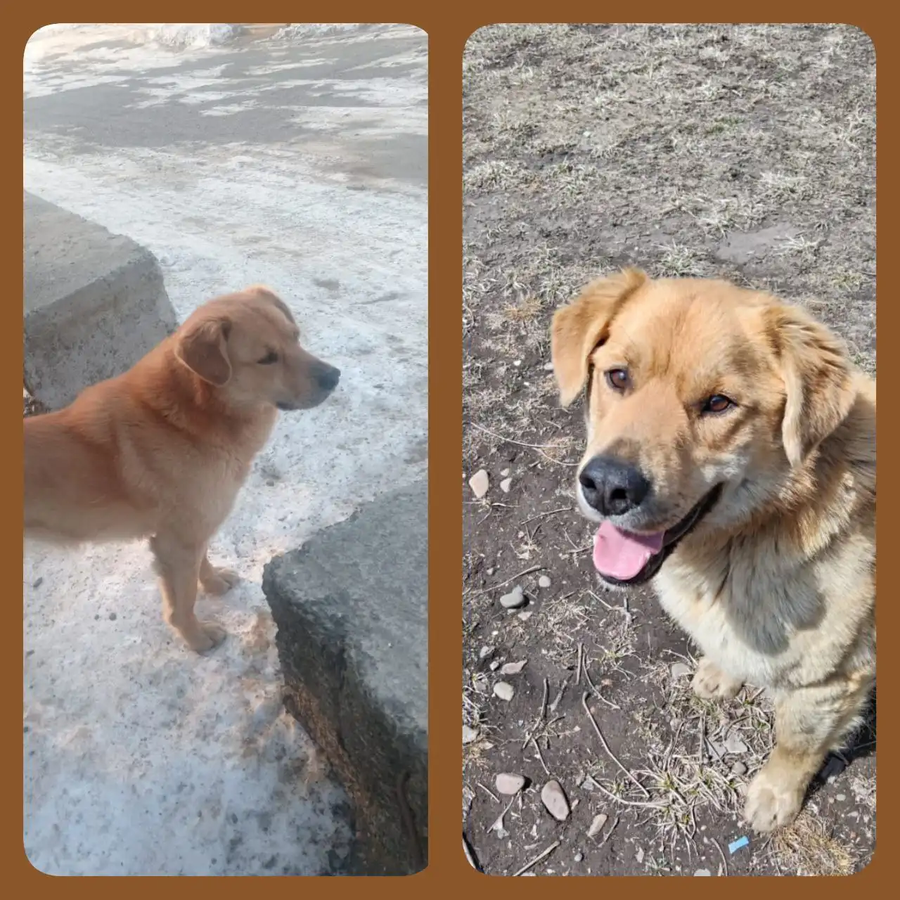 Лабрадор Рекс ищет хозяина - Собаки (Животные) в Владивосток