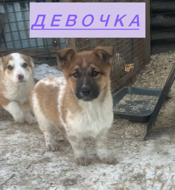 Щенки для усыновления во Владивостоке - Животные в Владивосток