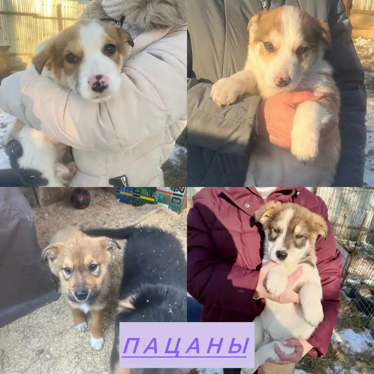 Щенки для усыновления во Владивостоке - Собаки (Животные) в Владивосток