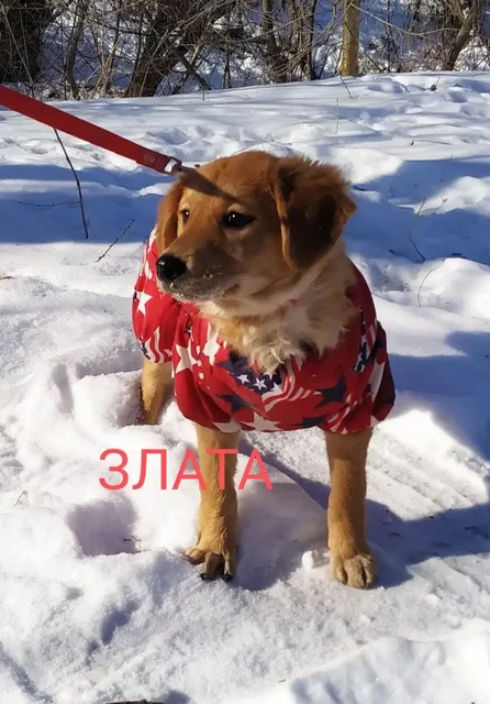 Златка в поисках семьи - частное объявление в Большой Камень