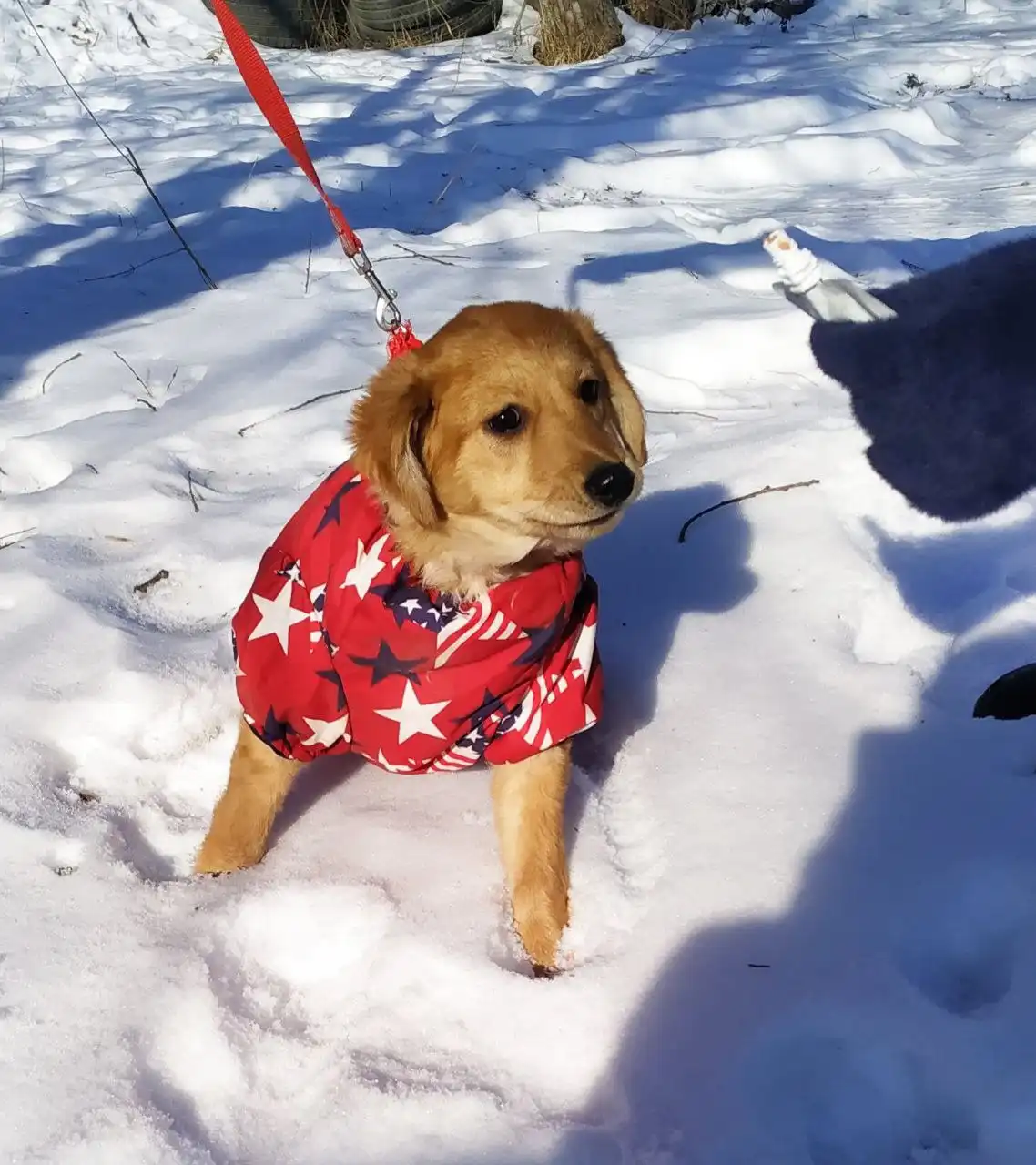 Златка в поисках семьи - Собаки (Животные) в Большой Камень