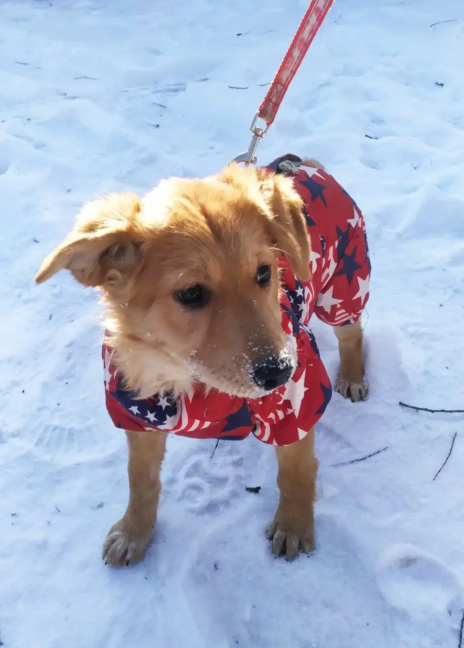 Златка в поисках семьи - Собаки (Животные) в Большой Камень