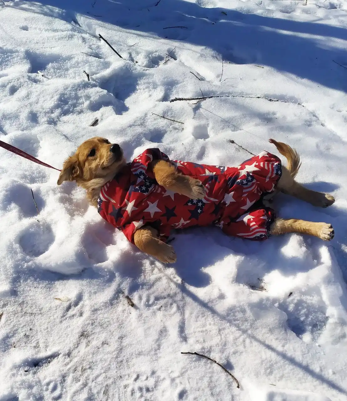 Златка в поисках семьи - Собаки (Животные) в Большой Камень