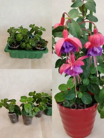 Фуксия детки - Туризм и активный отдых в Владивосток