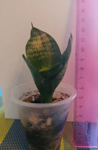 Бесплатная сансевиерия - Туризм и активный отдых в Владивосток