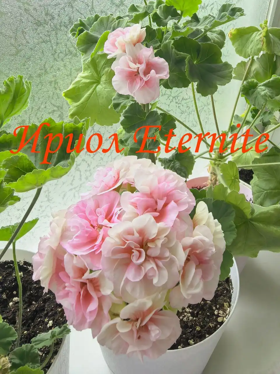 Укоренённый черенок пеларгонии - Растения (Хобби и отдых) в Владивосток