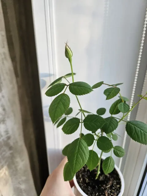 Роза домашняя ароматная красная и желтая - Туризм и активный отдых в Владивосток