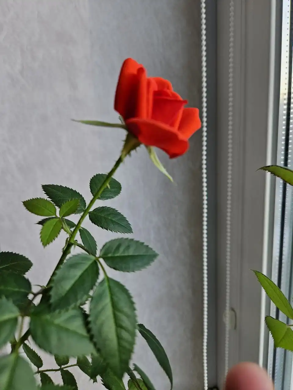 Роза домашняя ароматная красная и желтая - Растения (Хобби и отдых) в Владивосток