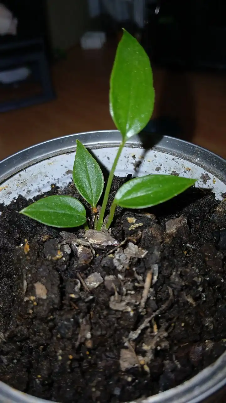 Продажа антуриума детка - Комнатные растения (Хобби и отдых) в Владивосток