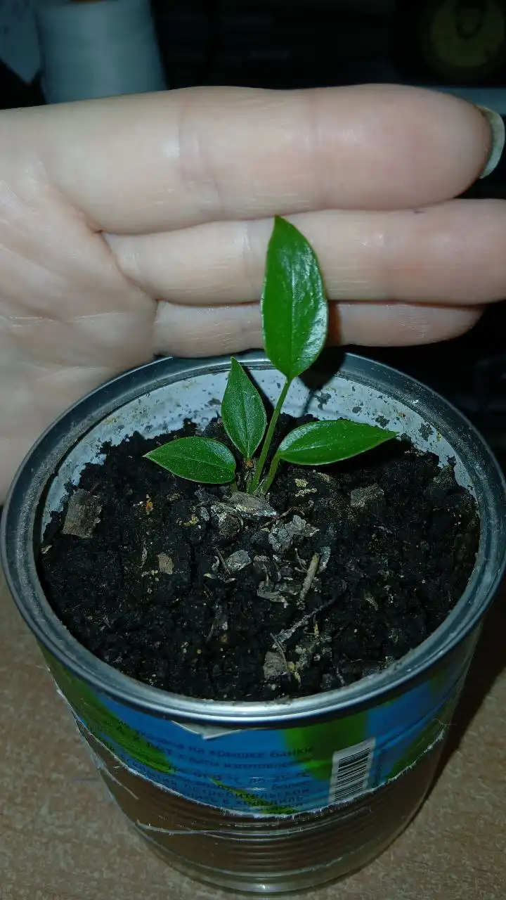 Продажа антуриума детка - Комнатные растения (Хобби и отдых) в Владивосток