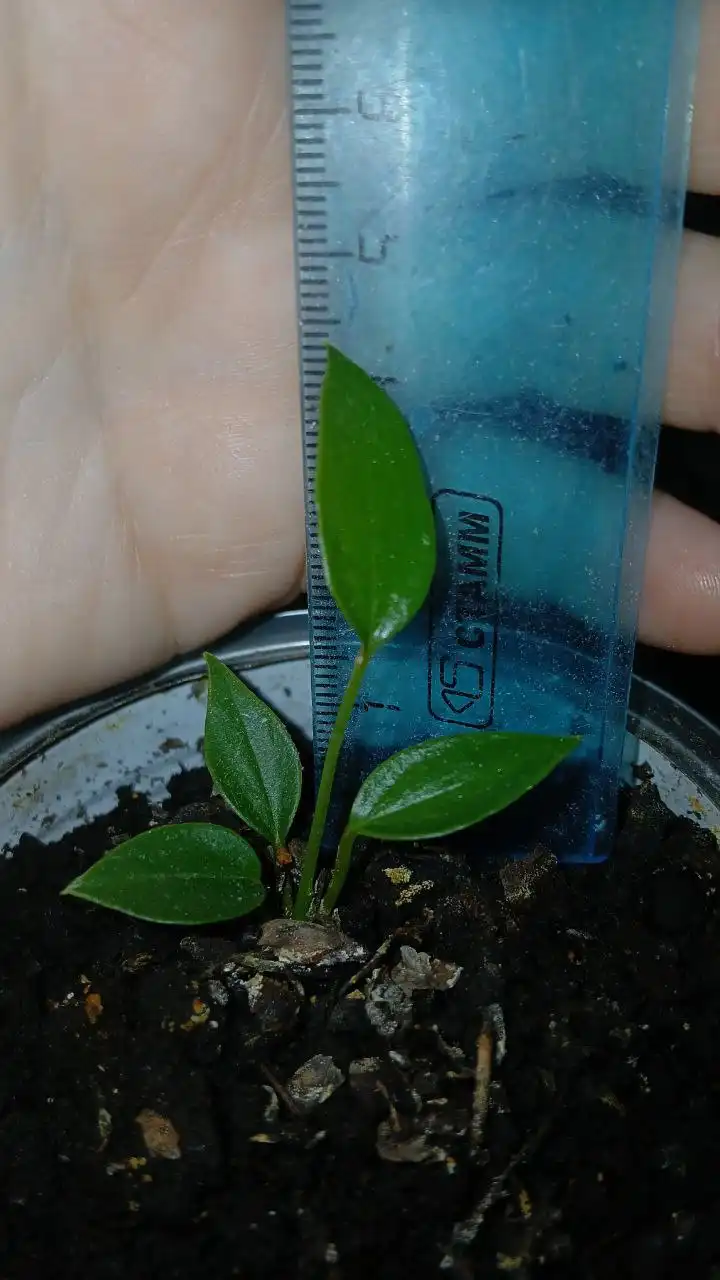 Продажа антуриума детка - Комнатные растения (Хобби и отдых) в Владивосток