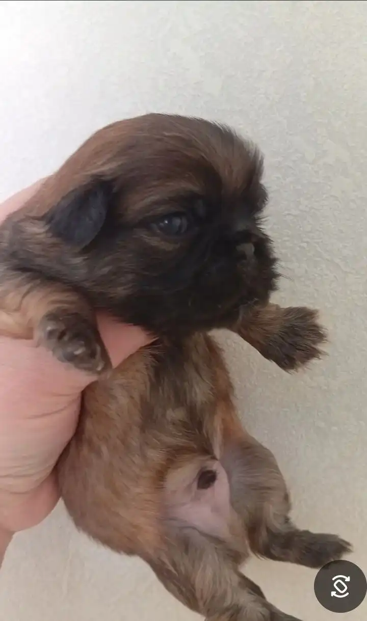 Продается пекинес мальчик чистокровный - Собаки (Животные) в Владивосток