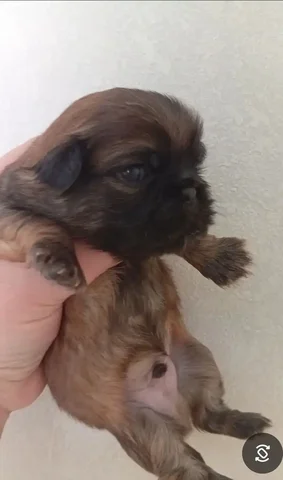 Продается пекинес мальчик чистокровный - Животные в Владивосток