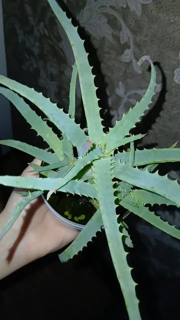 Продажа алоэ древовидного (Столетник) - Туризм и активный отдых в Владивосток