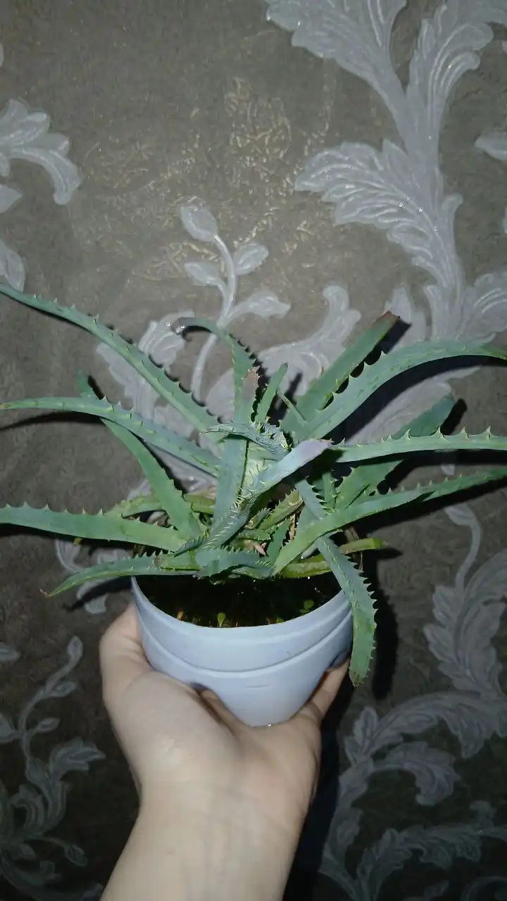 Продажа алоэ древовидного (Столетник) - Растения (Хобби и отдых) в Владивосток