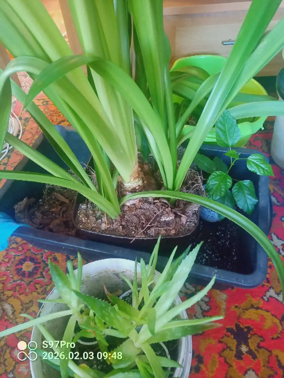 Комнатные растения отдам - Комнатные растения (Хобби и отдых) в Владивосток