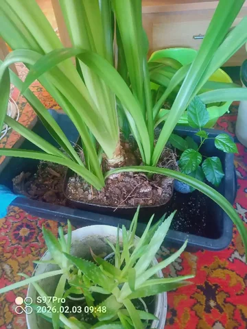 Комнатные растения отдам - Туризм и активный отдых в Владивосток