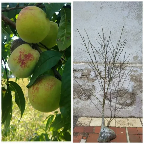 Саженцы персика Коваля Дальневосточного сорта - Туризм и активный отдых в Владивосток