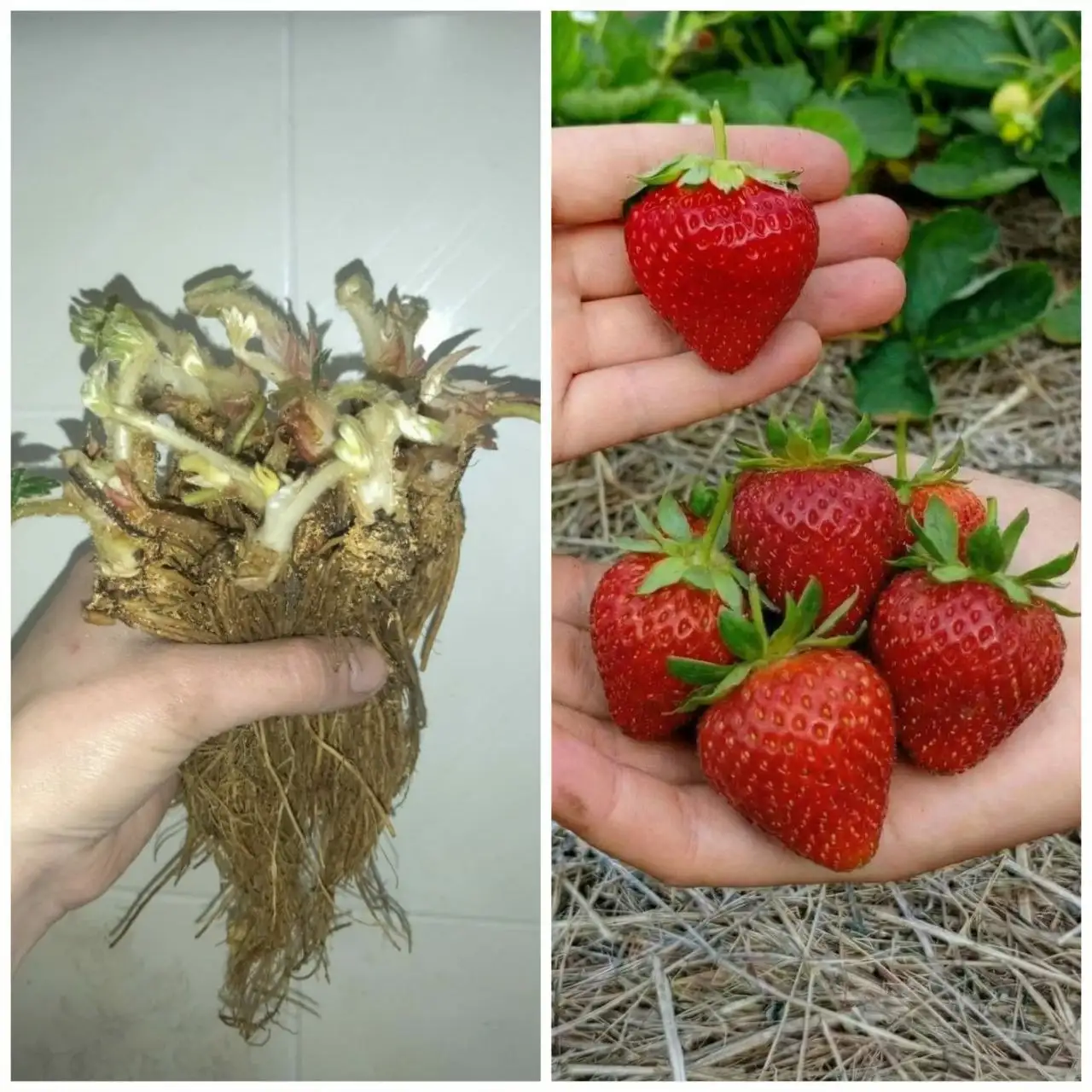 Рассада клубники фриго класса А - Рассада (Для дома и дачи) в Владивосток