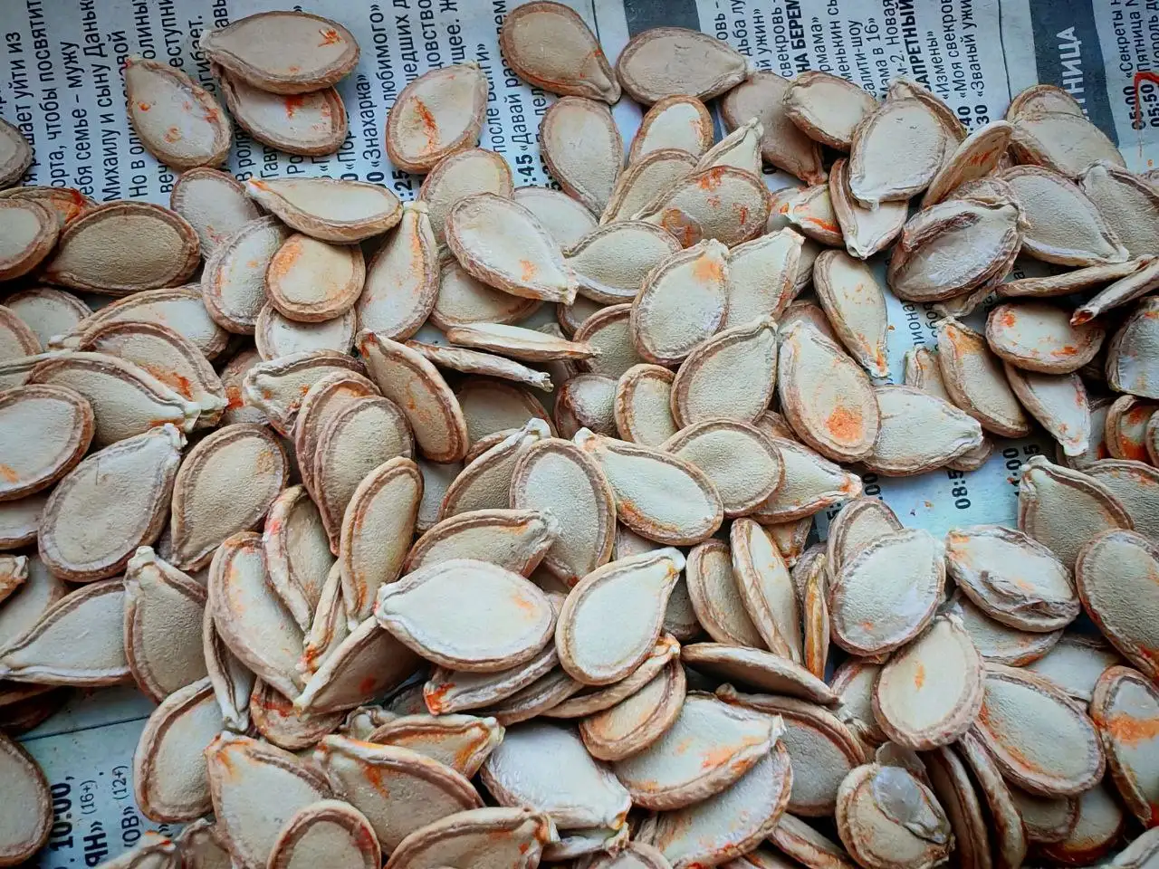 Семена Мускатной тыквы - Садоводство (Хобби и отдых) в Владивосток