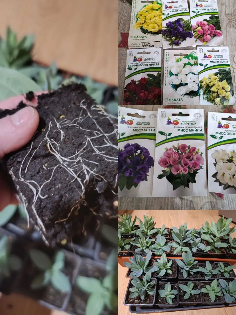 Продам рассаду эустомы - Растения (Хобби и отдых) в Смоляниново