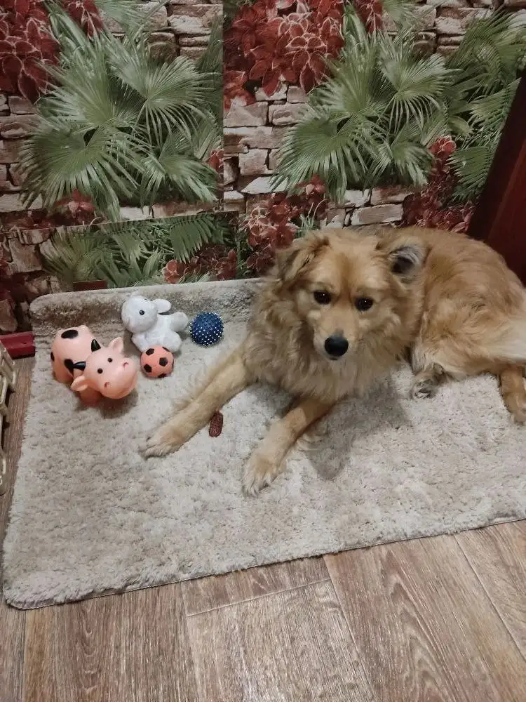 Потерялась собака с длинным брезентовым поводком - Животные в Владивосток