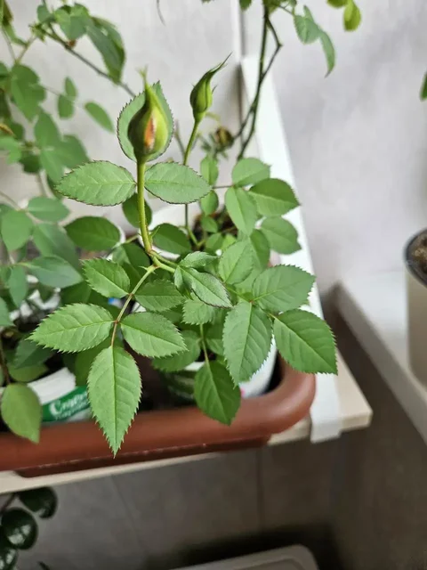 Роза домашняя и замиокулькас - Для дома и дачи в Владивосток