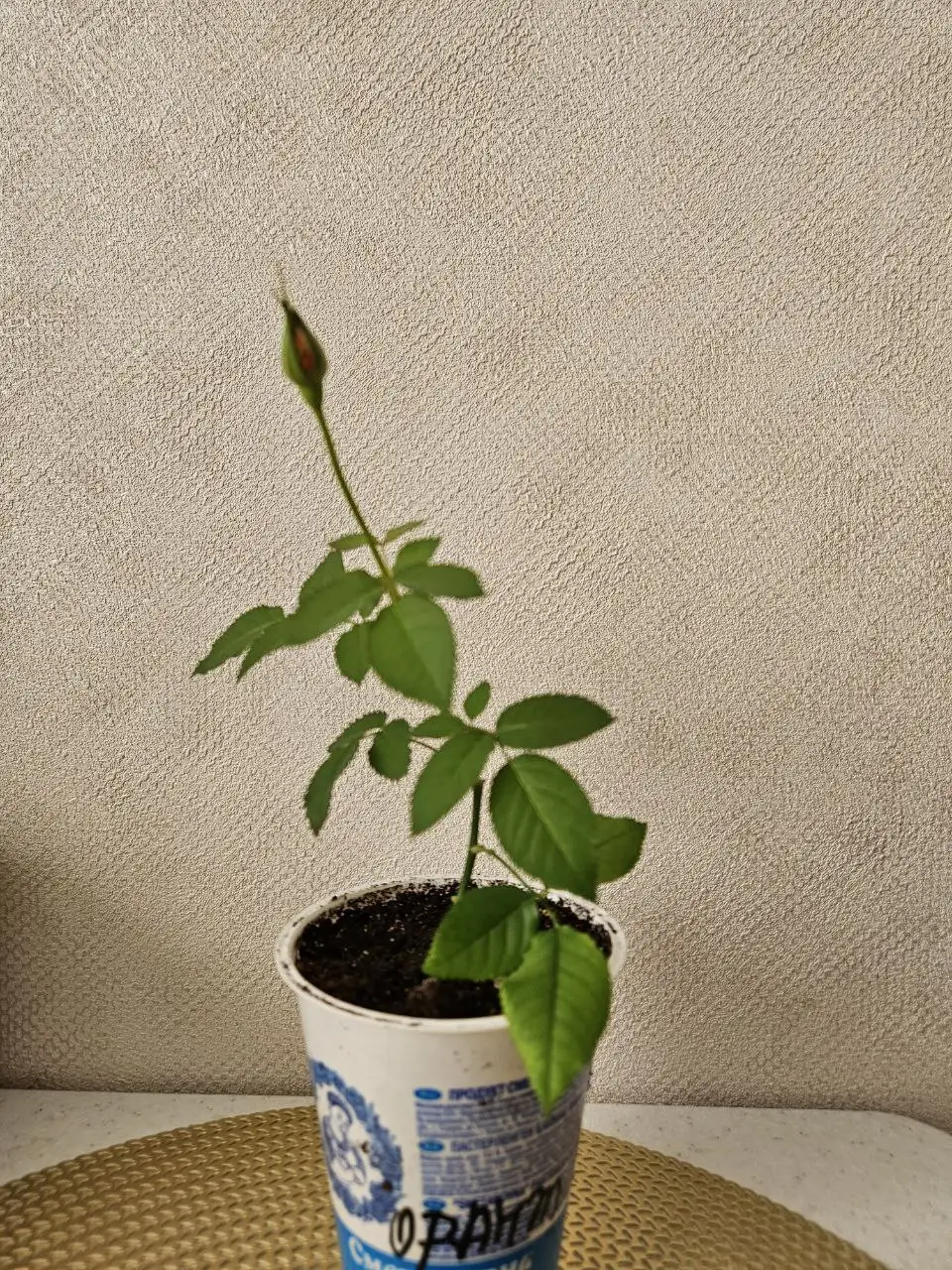 Роза домашняя и замиокулькас - Комнатные растения (Для дома и дачи) в Владивосток