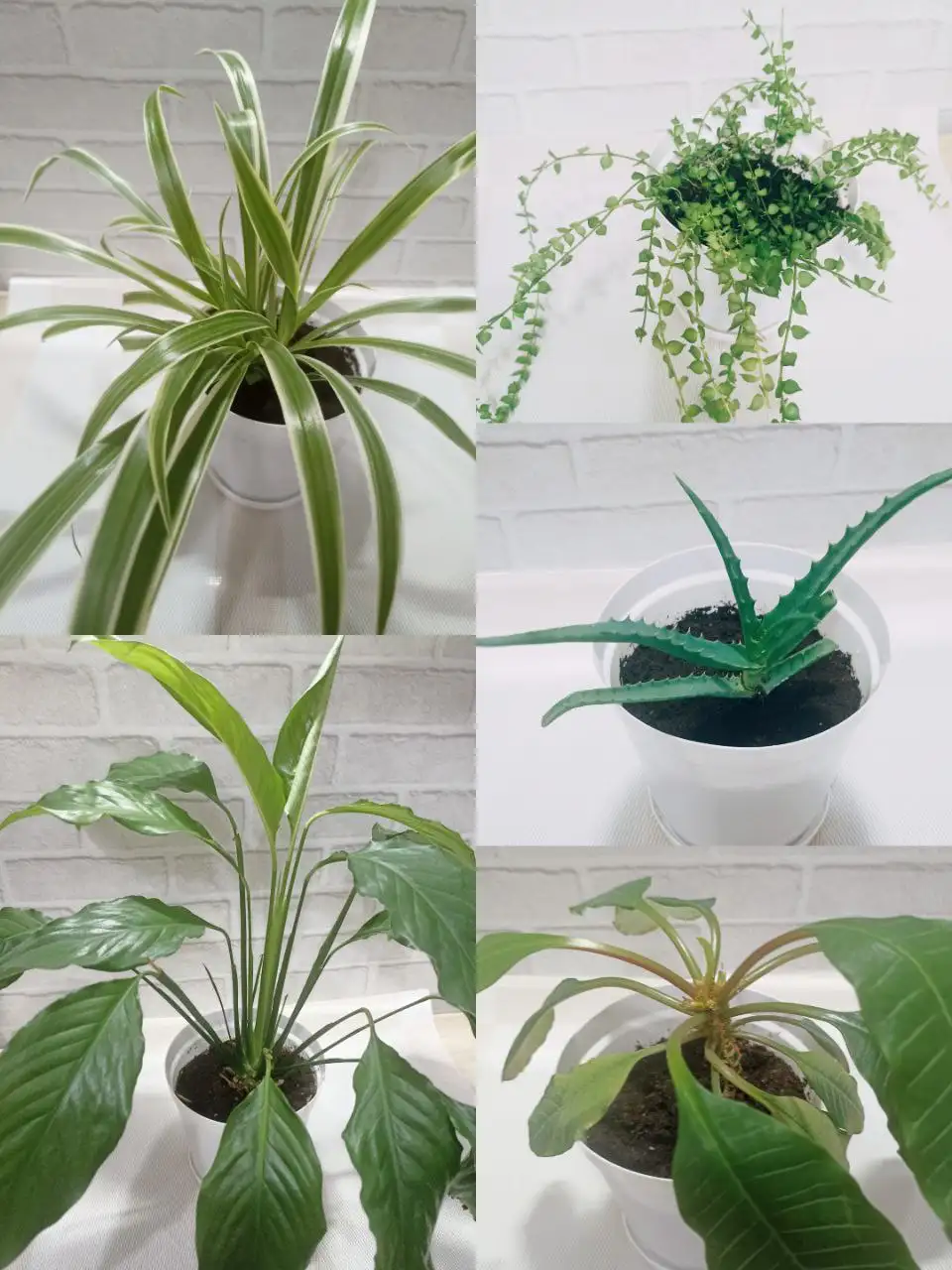 Продажа комнатных растений - Комнатные растения (Хобби и отдых) в Артём