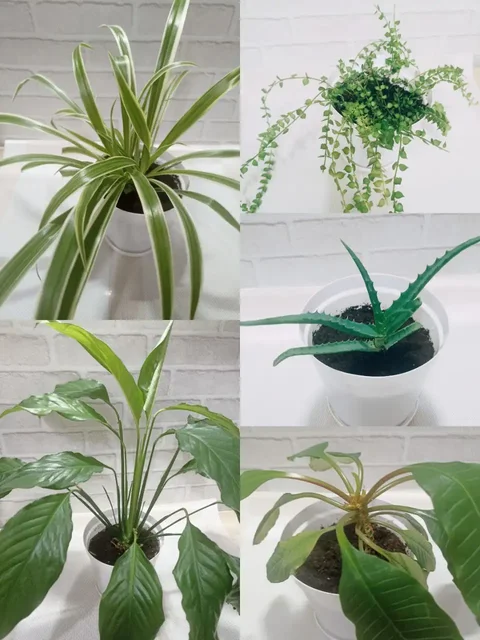 Продажа комнатных растений - Хобби и отдых в Артём