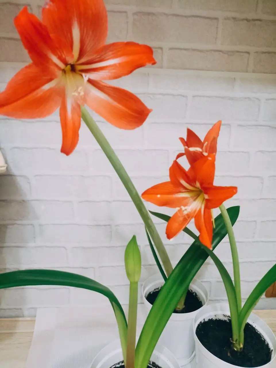 Продажа комнатных растений - Комнатные растения (Хобби и отдых) в Артём