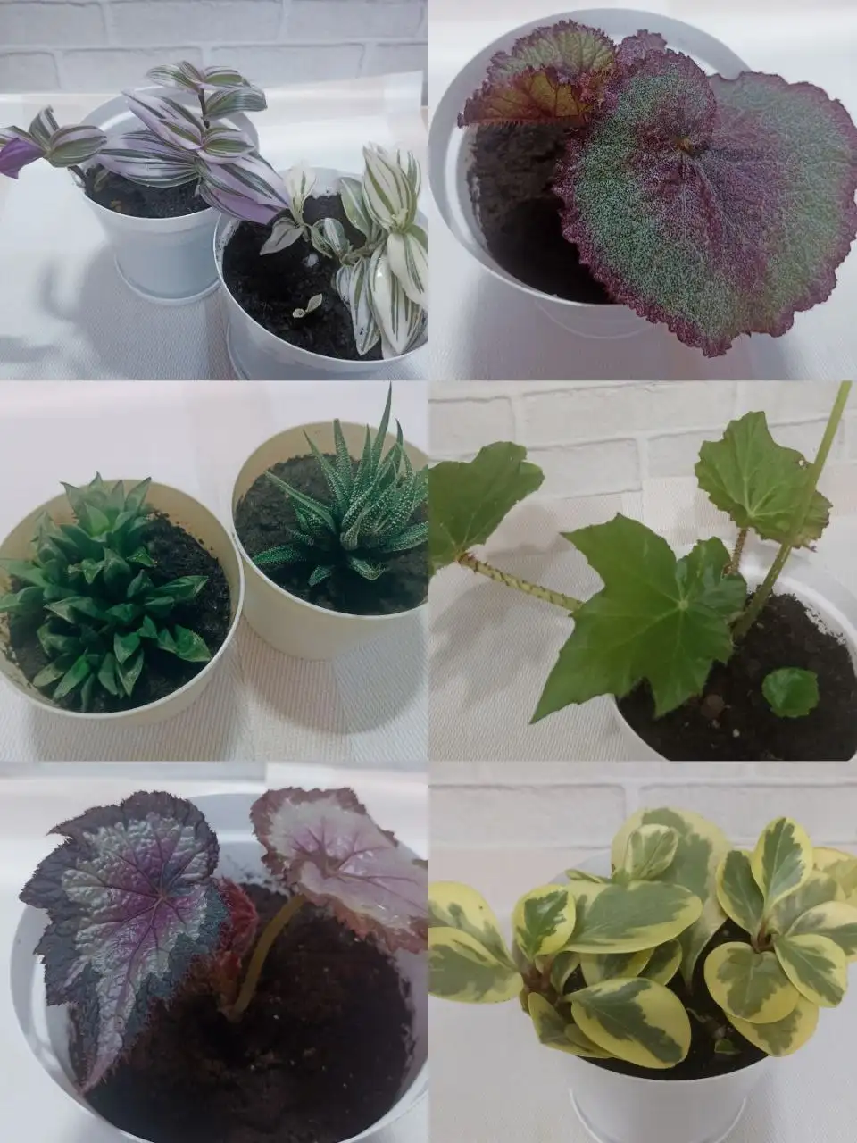 Продажа комнатных растений - Комнатные растения (Хобби и отдых) в Артём