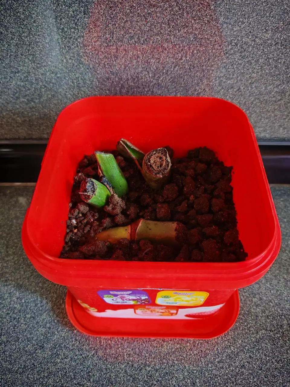 Монстера детки в стаканчиках - Растения (Хобби и отдых) в Владивосток