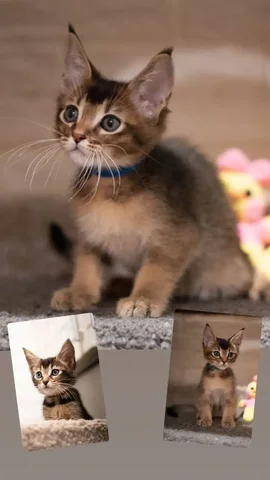 Продам котенка Чаузи - Животные в Находка