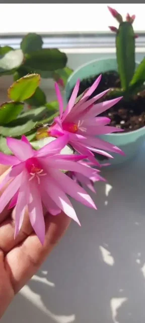 Рипсалидопсис детки - Коллекционные игрушки в Владивосток