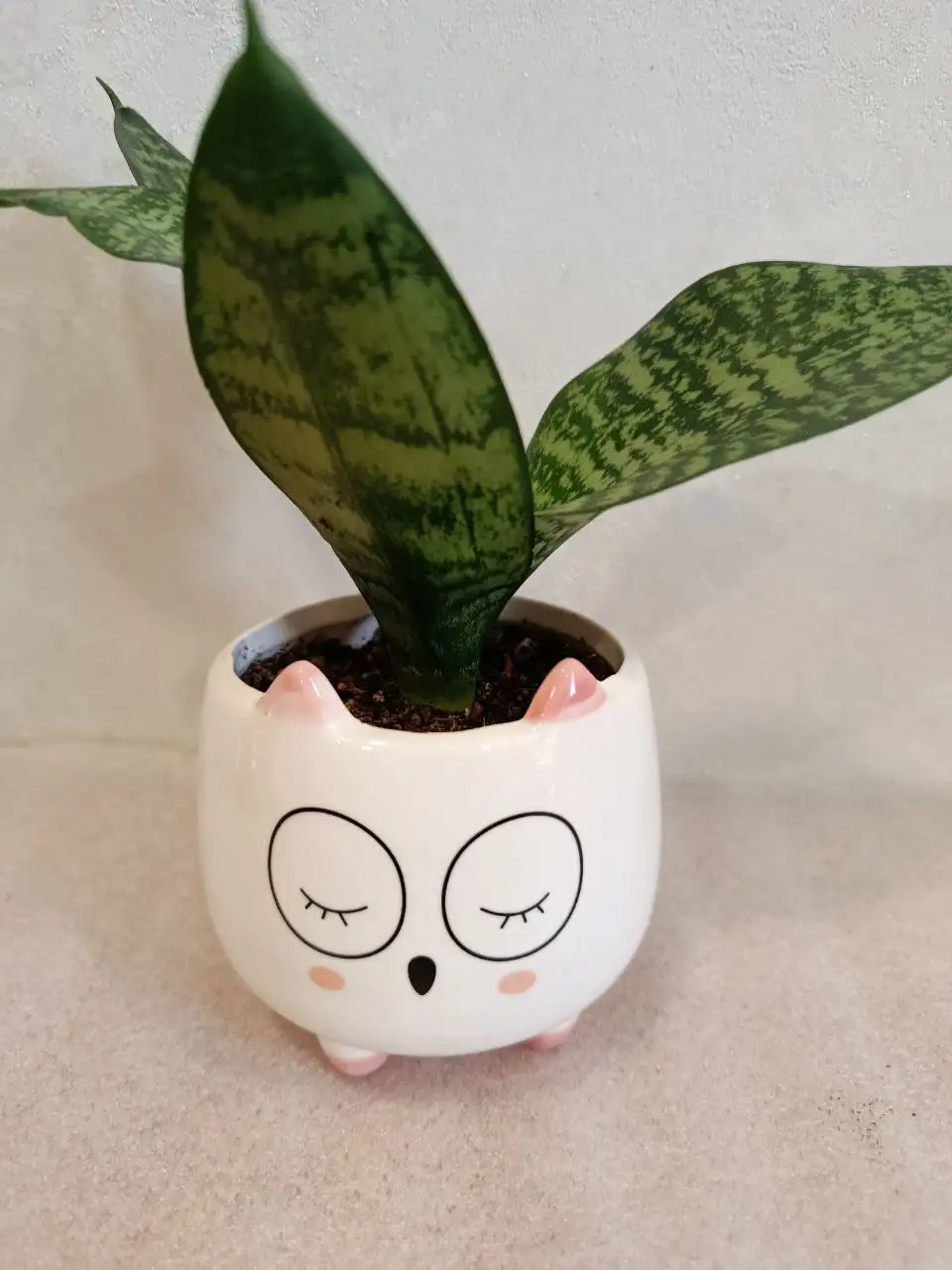 Сансевиерия в керамическом горшочке - Комнатные растения (Хобби и отдых) в Владивосток