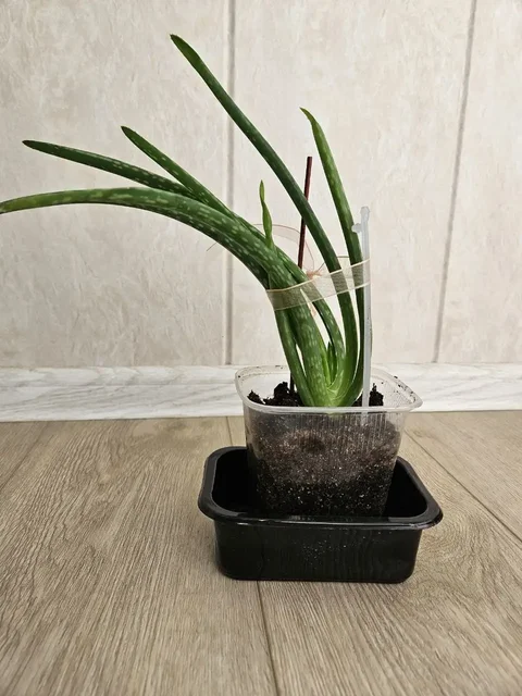 Продажа комнатных растений: роза, алоэ-вера, замиокулькас - частное объявление в Владивосток