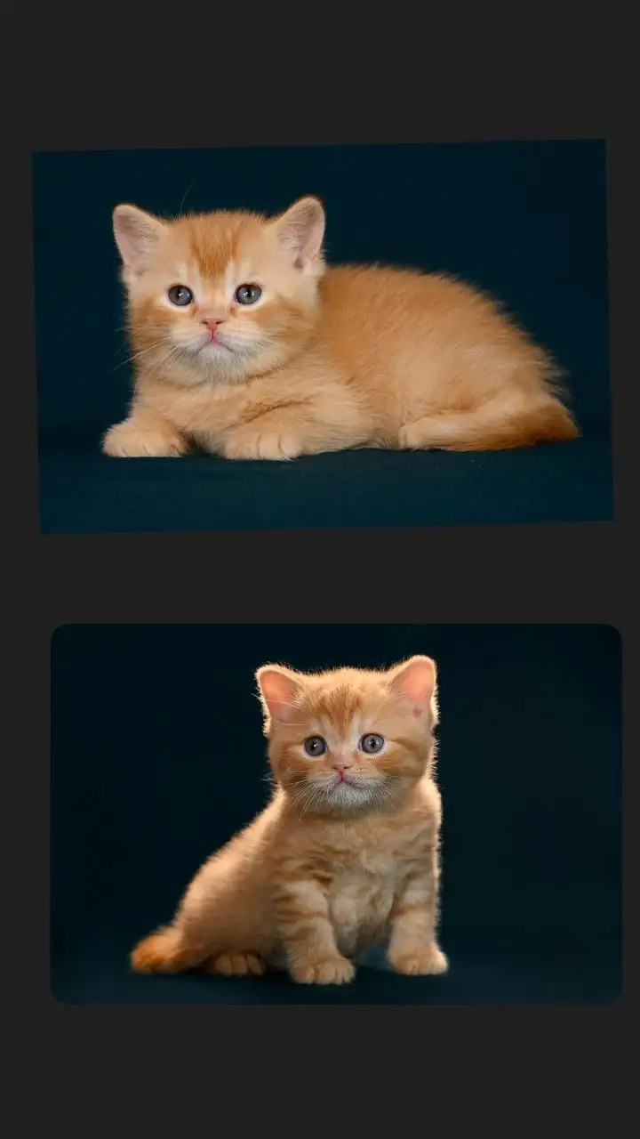 Продаются британские котята - Кошки (Животные) в Артём