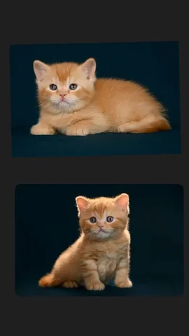 Продаются британские котята - Кошки в Артём