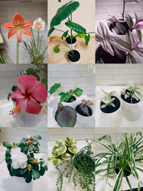 Продажа комнатных растений - Хобби и отдых в Артём